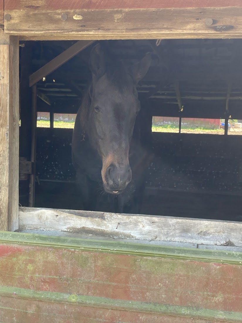 Horse looking out of stall at the Villa family farm in Cullman County
