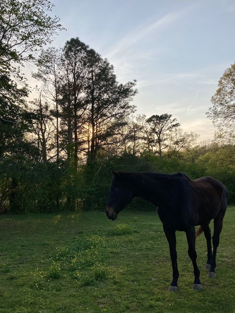 Horse silhouette at sunset on the Villa family farm